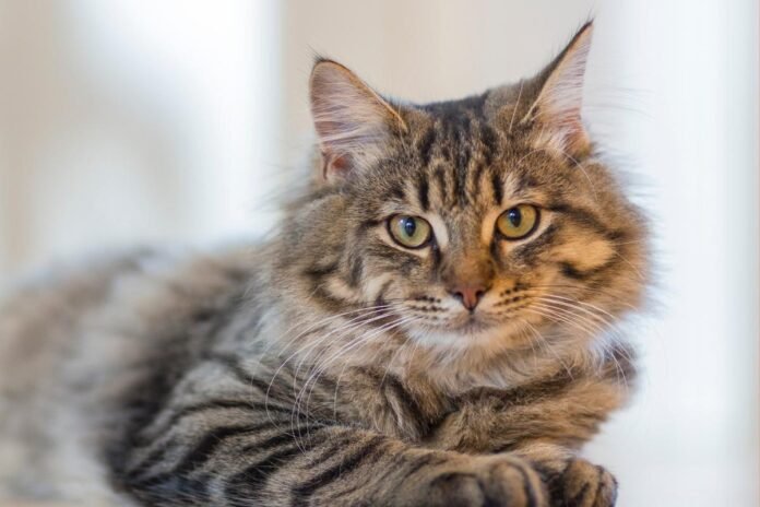 gato